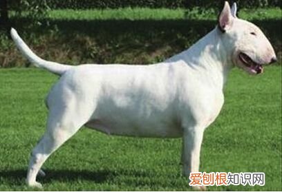 狗狗会的技能有哪些，你知道你的狗狗天生的技能吗？宠物狗的类别你都知道吗？