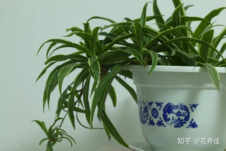 吊兰养植和注意事项，吊兰的家庭养护方式及注意事项