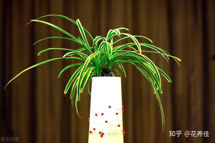 吊兰养植和注意事项，吊兰的家庭养护方式及注意事项