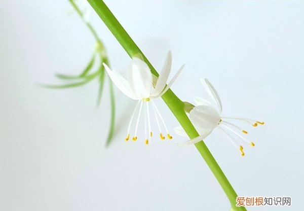 吊兰的尖尖为什么都黄了，吊兰这么养，不干尖，不黄叶，小崽爆不停！