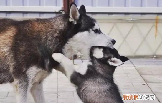 哈士奇为什么喜欢咬手，千万别惯着坏习惯，哈士奇小时候为什么很爱咬东西和咬人