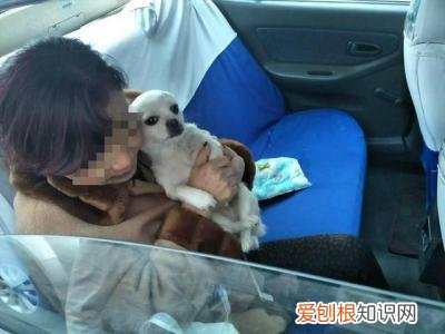 新手养宠物狗注意事项视频，没点养宠的必备知识和技能、就请不要再折磨宠物们了