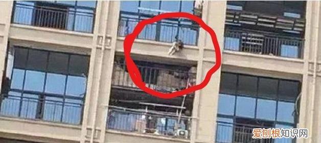新手养宠物狗注意事项视频，没点养宠的必备知识和技能、就请不要再折磨宠物们了