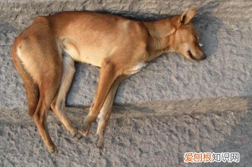新手养宠物狗注意事项视频，没点养宠的必备知识和技能、就请不要再折磨宠物们了