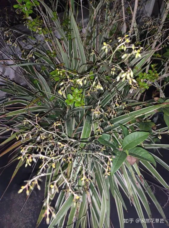 金边吊兰好还是绿叶吊兰好，培养金边吊兰，只要将三个步骤做好，不仅叶子光泽鲜绿，还能开花