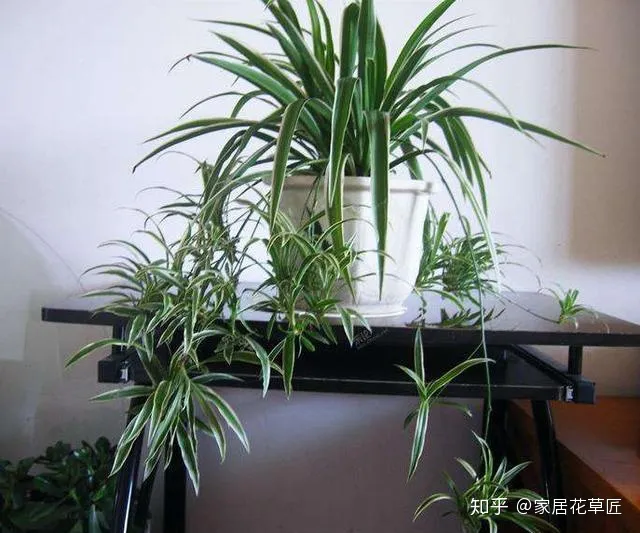 金边吊兰好还是绿叶吊兰好，培养金边吊兰，只要将三个步骤做好，不仅叶子光泽鲜绿，还能开花