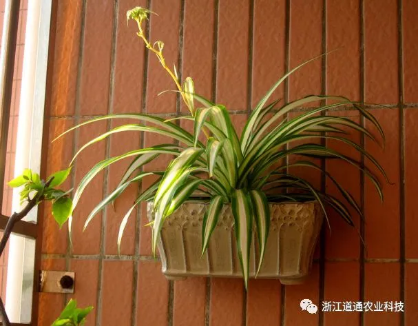 关于吊兰的生长过程记录，春天养吊兰做好这几步，疯长成瀑布！