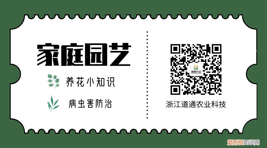 关于吊兰的生长过程记录，春天养吊兰做好这几步，疯长成瀑布！