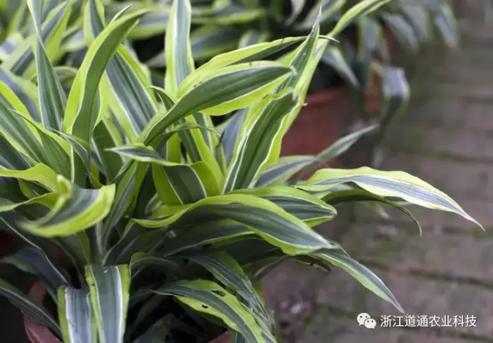 关于吊兰的生长过程记录，春天养吊兰做好这几步，疯长成瀑布！