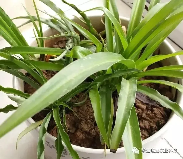 关于吊兰的生长过程记录，春天养吊兰做好这几步，疯长成瀑布！