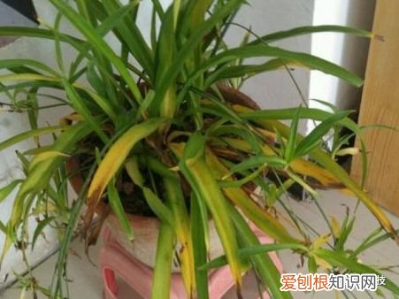 关于吊兰的生长过程记录，春天养吊兰做好这几步，疯长成瀑布！