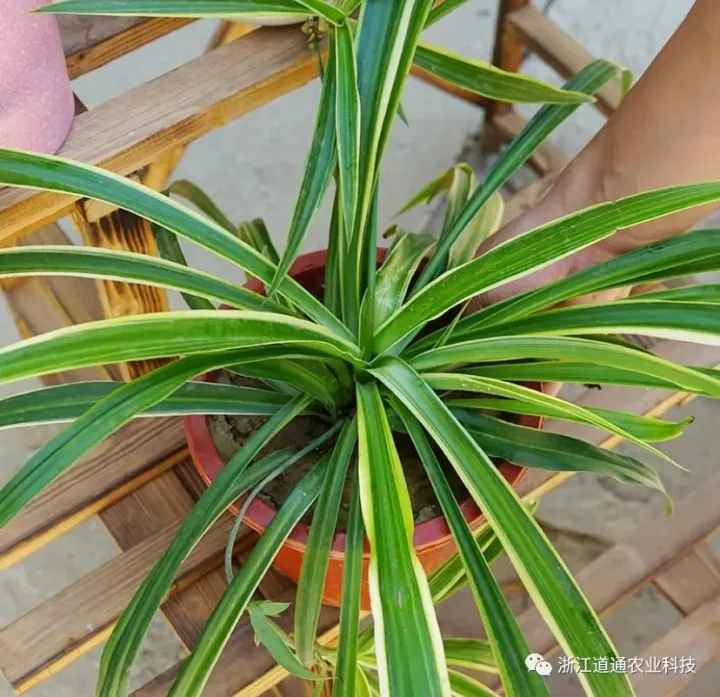 关于吊兰的生长过程记录，春天养吊兰做好这几步，疯长成瀑布！