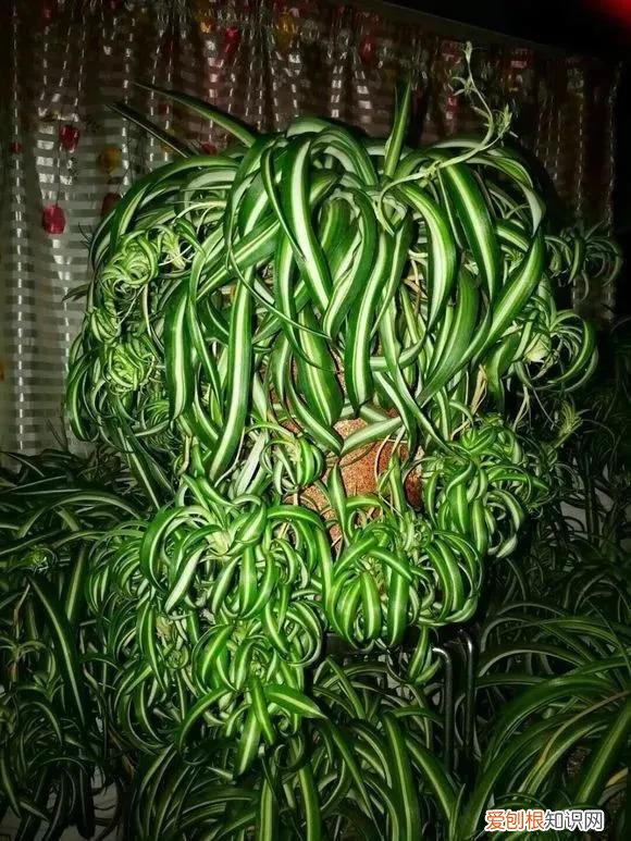 吊兰有哪几种吊兰图片，10种常见“吊兰”，你家养的是哪种？不认识就丢人了