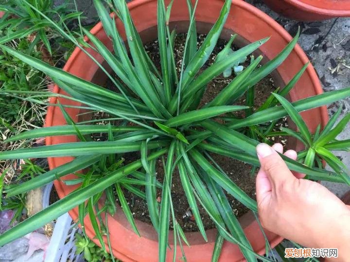 吊兰有哪几种吊兰图片，10种常见“吊兰”，你家养的是哪种？不认识就丢人了