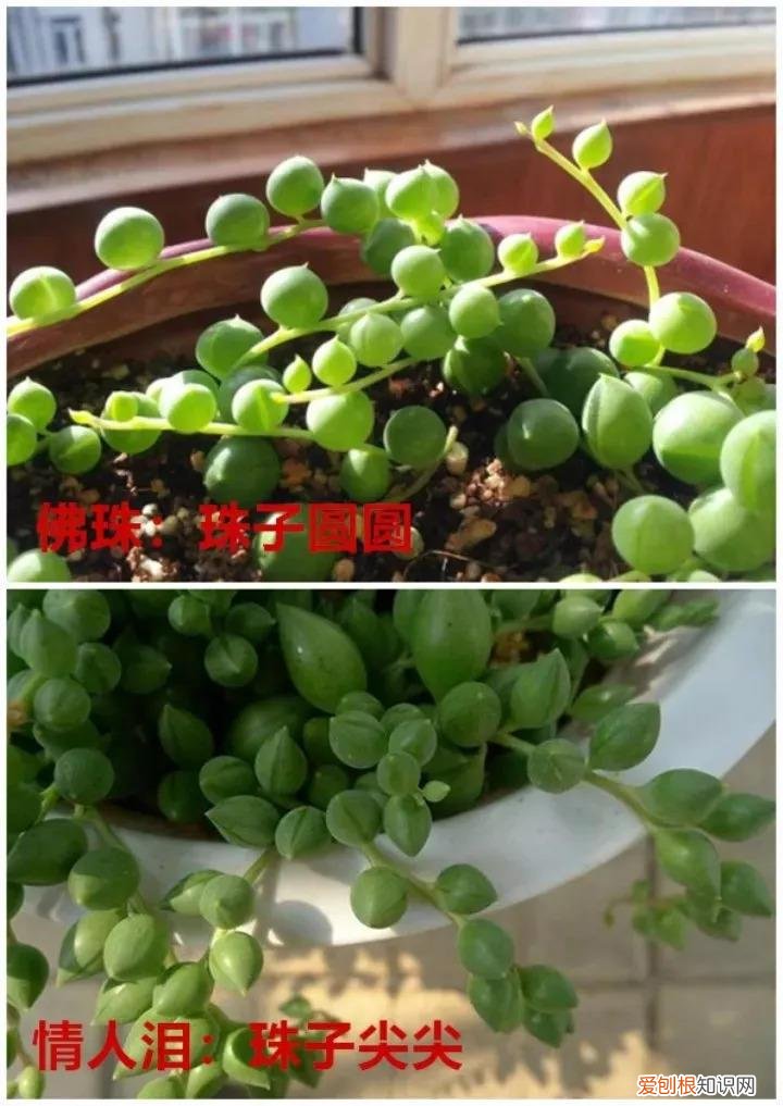 吊兰有哪几种吊兰图片，10种常见“吊兰”，你家养的是哪种？不认识就丢人了