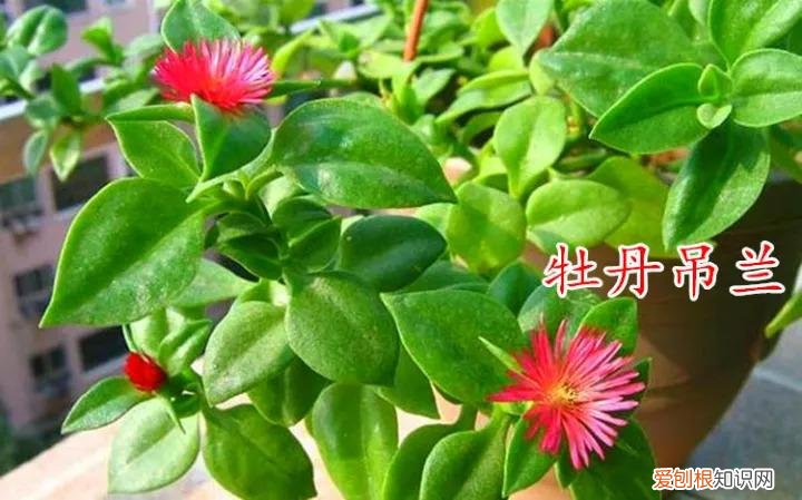 吊兰有哪几种吊兰图片，10种常见“吊兰”，你家养的是哪种？不认识就丢人了
