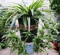 吊兰要浇什么水最好，养吊兰别只浇水，记住4个要点，叶子繁茂，不干尖