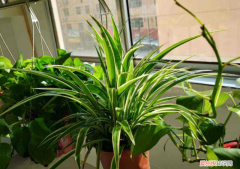 吊兰系列的植物有哪些品种，吊兰家族都在这里了，全是流行品种，快看你认识几种