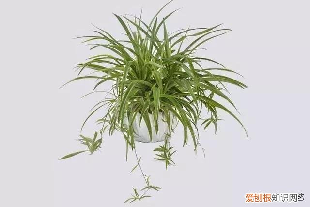 吊兰的栽培方法和注意事项，六种吊兰养护诀窍，吊兰种类繁多，养护技巧也不一样，你都知道吗