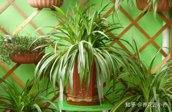 吊兰只开花不长小吊兰，你的吊兰不开花？做到这4点，花杆冒不停，挂满小吊兰