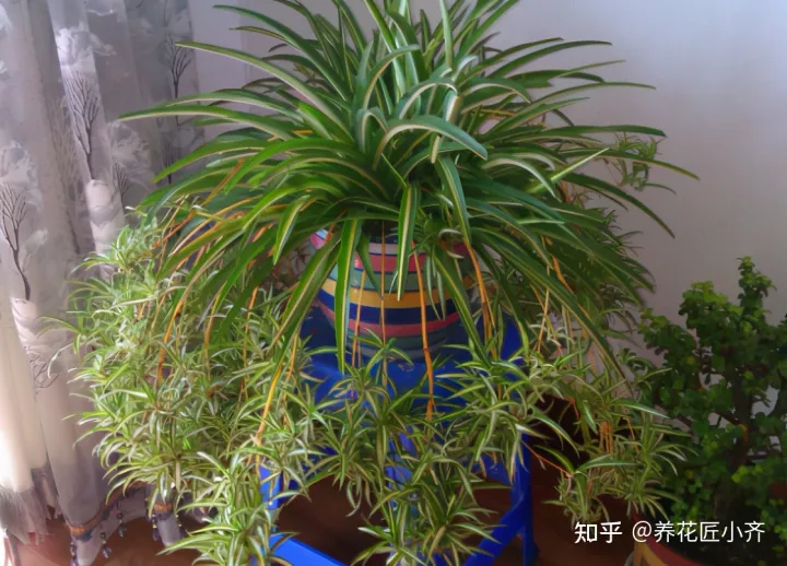 吊兰只开花不长小吊兰，你的吊兰不开花？做到这4点，花杆冒不停，挂满小吊兰