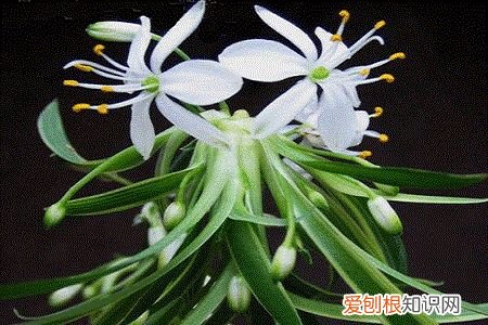 吊兰开花预示着什么后枝条怎么办，吊兰开花预示着什么！
