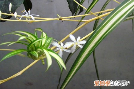 吊兰开花预示着什么后枝条怎么办，吊兰开花预示着什么！