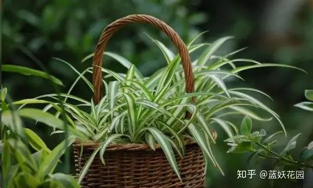 好看又好养的吊兰，蓝妖：养吊兰时做好这4点，你的吊兰比邻居的好看10倍！