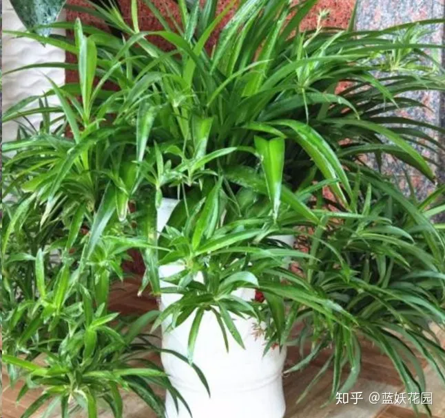 好看又好养的吊兰，蓝妖：养吊兰时做好这4点，你的吊兰比邻居的好看10倍！