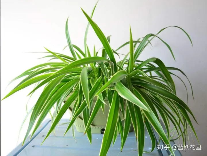 好看又好养的吊兰，蓝妖：养吊兰时做好这4点，你的吊兰比邻居的好看10倍！