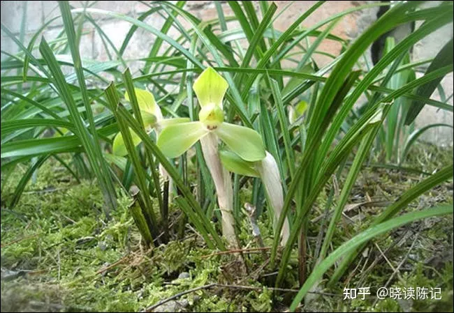 吊兰并不是兰花的一种，吊兰并不是兰花