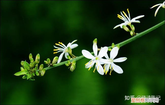 吊兰并不是兰花的一种，吊兰并不是兰花