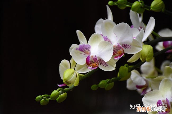 吊兰并不是兰花的一种，吊兰并不是兰花