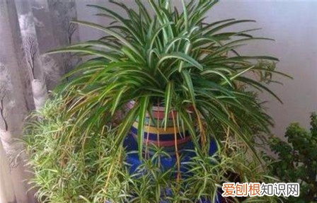 吊兰有黄叶怎么处理视频，简单5点告别吊兰黄叶问题！