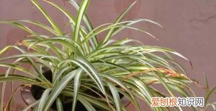 吊兰有黄叶怎么处理视频，简单5点告别吊兰黄叶问题！