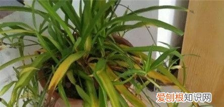 吊兰有黄叶怎么处理视频，简单5点告别吊兰黄叶问题！