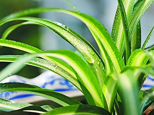 吊兰有黄叶怎么处理视频，简单5点告别吊兰黄叶问题！