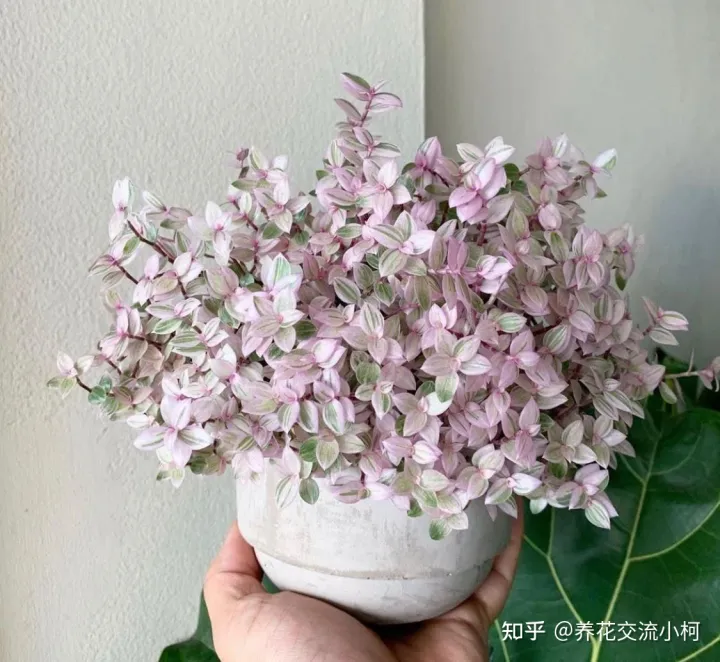 油画婚礼和婚礼吊兰锦哪个好，油画婚礼吊兰、婚礼吊兰和胭脂云的区别，如何将它们养开花？