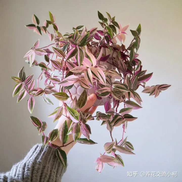 油画婚礼和婚礼吊兰锦哪个好，油画婚礼吊兰、婚礼吊兰和胭脂云的区别，如何将它们养开花？