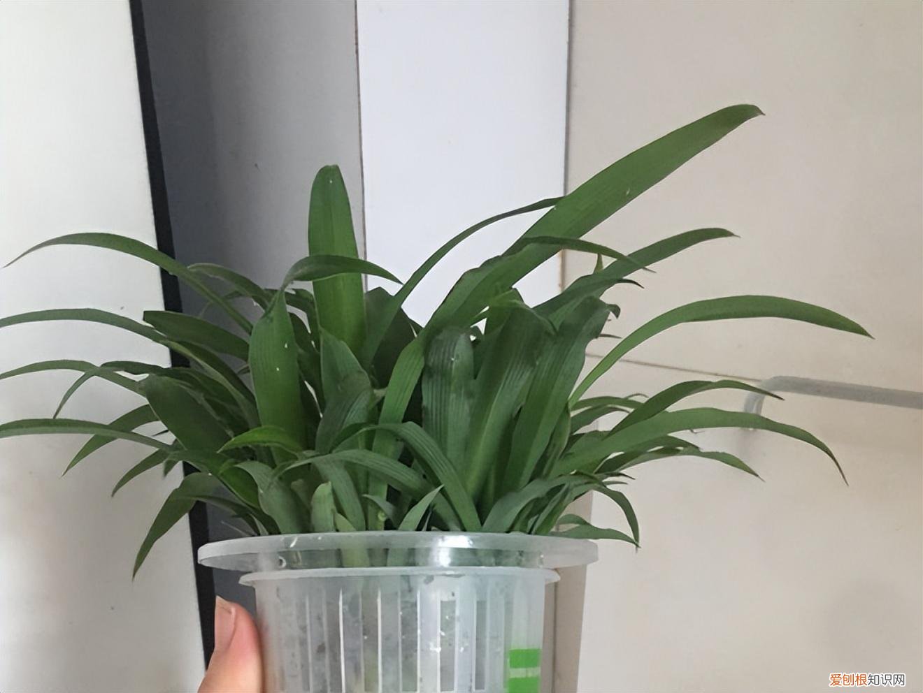 吊兰用什么水浇更旺盛，吊兰水培，记住这4点，长势很旺盛