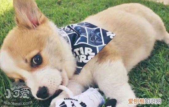 狗狗不玩玩具怎么办，你多输给它两次，狗很乐意与你玩耍，狗拿玩具给我却不和我玩