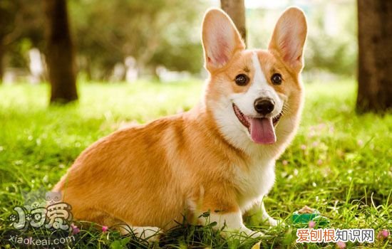 如何训练狗狗的忠诚度，怎么才能训练柯基犬的忠诚度，怎样训练柯基犬听话