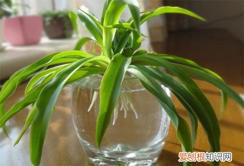 叶子全绿的吊兰，吊兰“这样养”，干净好打理，叶子四季绿油油，1棵变20棵