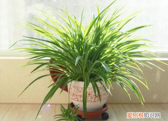 怎么能让吊兰长得粗壮一些，家中养吊兰，4步做好了，小苗变“瀑布”，谁见谁说好