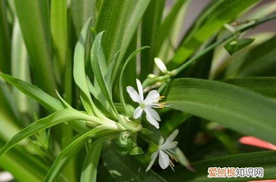 怎么养植吊兰，吊兰怎么养？做好几个“小动作”，新手也能养爆盆