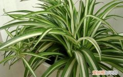 怎么养植吊兰，吊兰怎么养？做好几个“小动作”，新手也能养爆盆