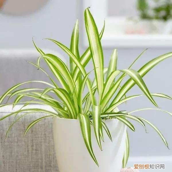 吊兰叶子能修剪吗，吊兰这样养，新叶窜得多，定时修剪才能保持好造型