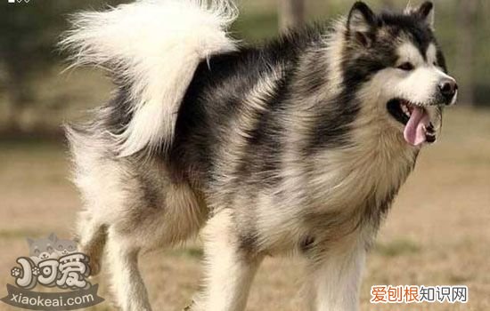狗狗社会化训练重要吗，告诉你为什么狗狗一定要社会化训练，狗狗社会化训练包括什么