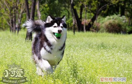 狗狗社会化训练重要吗，告诉你为什么狗狗一定要社会化训练，狗狗社会化训练包括什么