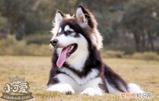 狗狗社会化训练重要吗，告诉你为什么狗狗一定要社会化训练，狗狗社会化训练包括什么